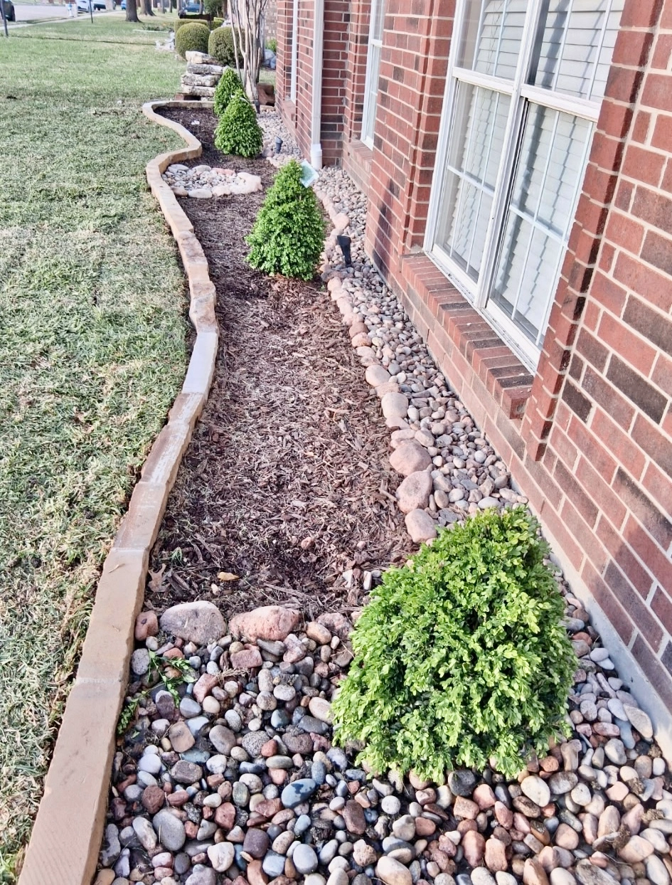 Boxwood topiary and river rock bed in Plano, TX