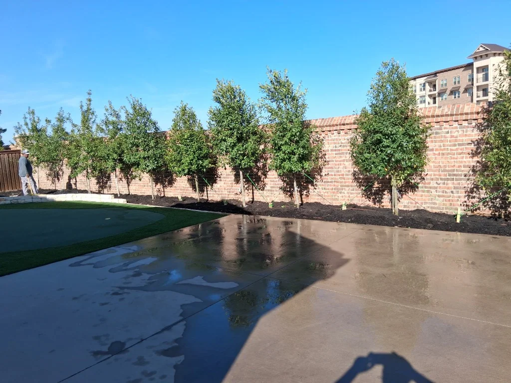 Privacy tree planting and landscaping in Richardson, TX